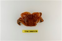 藏品(字紋弓蟹)的圖片